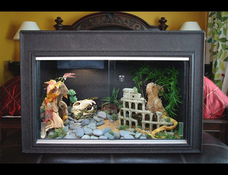 plastic bearded dragon enclosure